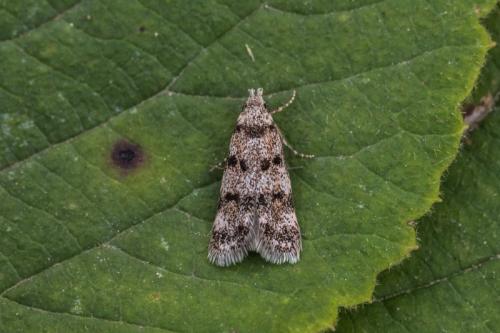 Symmoca sp.